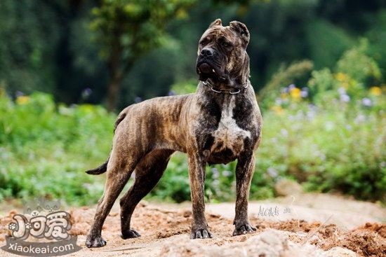 巴西非勒夏季飲食要注意什么 巴西非勒夏天飲食注意事項1