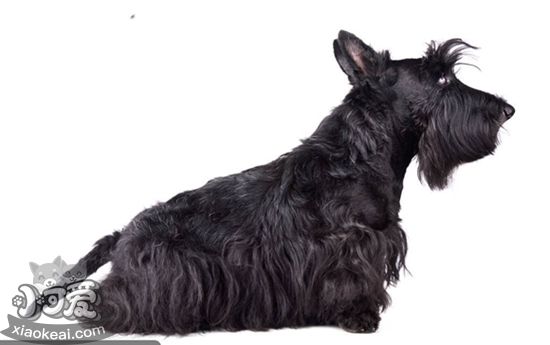 蘇格蘭梗怎么修毛 蘇格蘭梗修毛教程