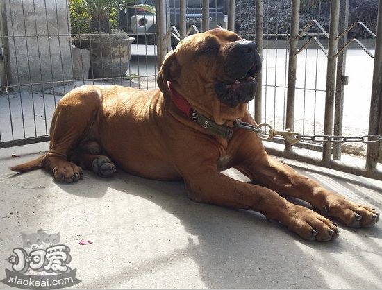 日本土佐犬耳朵怎么清潔 日本土佐犬耳朵清理技巧1