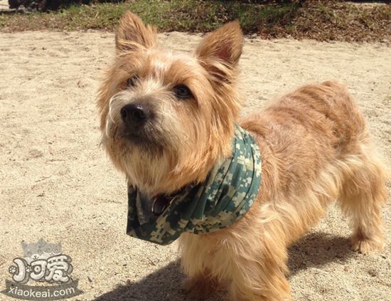 羅威士梗喂什么 羅威士梗喂養(yǎng)要點