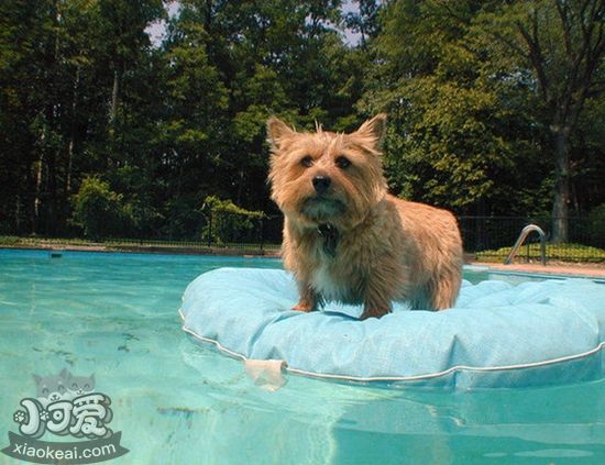 羅威士梗牙齒怎么護(hù)理 羅威士梗牙齒護(hù)理技巧