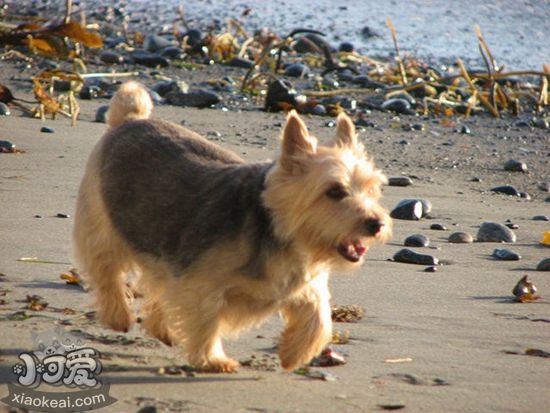羅威士梗美毛吃什么 毛發(fā)美容飲食推薦