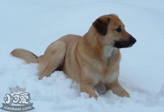 奇努克犬怎么養(yǎng) 奇努克犬飼養(yǎng)心得1