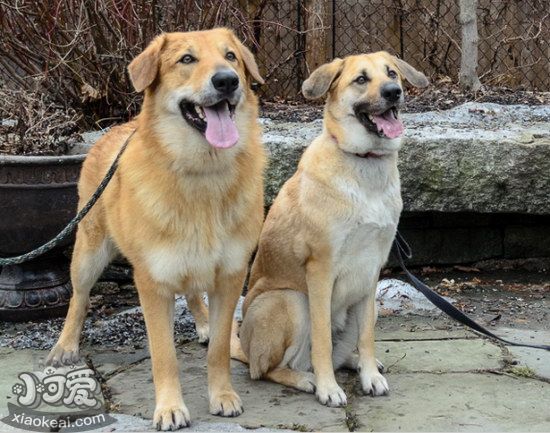 奇努克犬牙齒怎么清潔 奇努克犬牙齒護(hù)理方法2