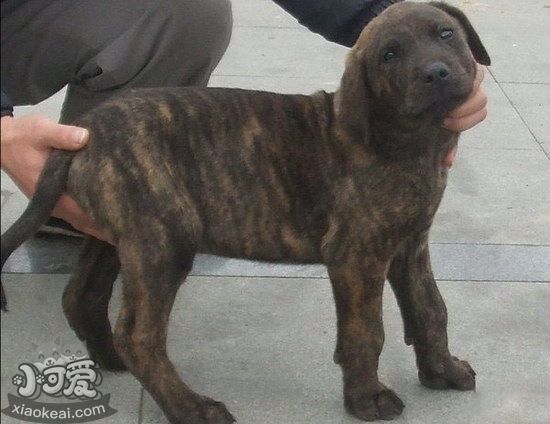 普羅特獵犬怎么養(yǎng) 普羅特獵犬飼養(yǎng)方法1