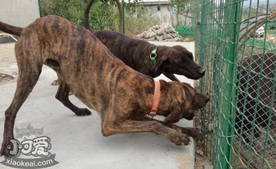 普羅特獵犬牙齒怎么清潔 普羅特獵犬牙齒護(hù)理方法1