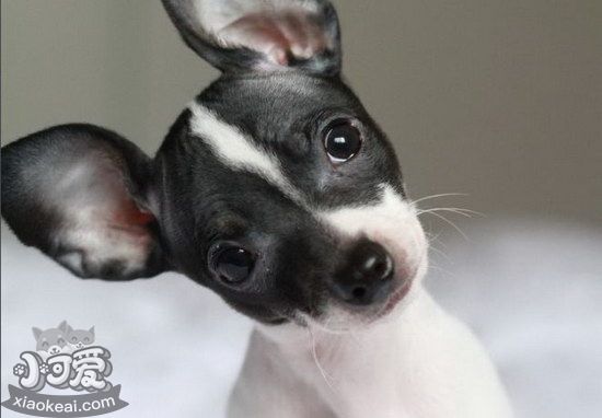 捕鼠梗犬牙齒怎么清潔 捕鼠梗犬口腔護(hù)理方法1