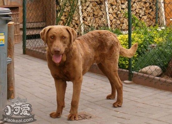 如何喂養(yǎng)乞沙比克獵犬 乞沙比克獵犬喂養(yǎng)經(jīng)驗