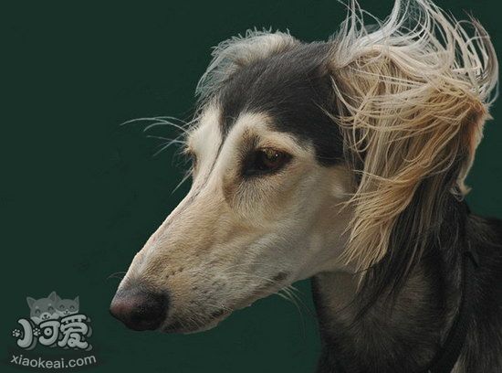 薩路基獵犬怎么養(yǎng) 薩路基獵犬飼養(yǎng)心得1