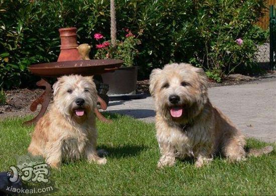 愛爾蘭峽谷梗怎么養(yǎng) 愛爾蘭峽谷梗飼養(yǎng)注意事項