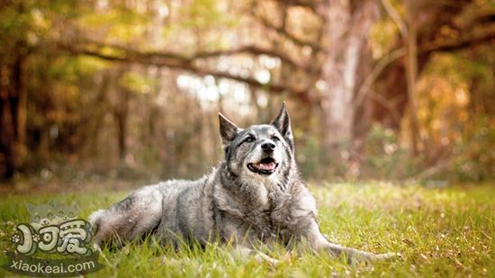  怎樣喂養(yǎng)挪威獵鹿犬 科學(xué)喂養(yǎng)挪威獵鹿犬