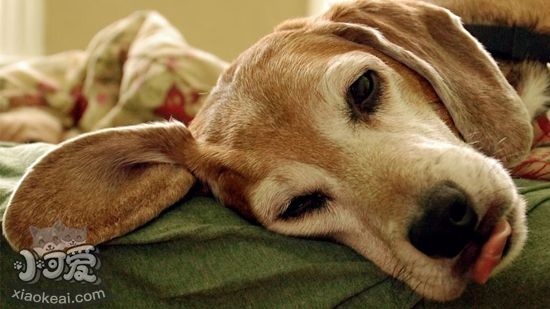 美國獵狐犬怎么養(yǎng) 美國獵狐犬多久喂一次