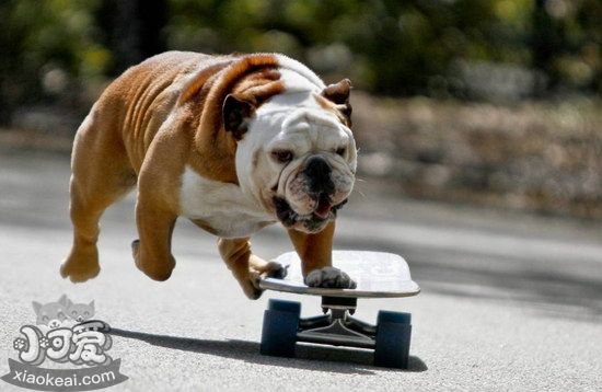 英國斗牛犬什么時候斷奶好 英國斗牛犬幼犬?dāng)嗄虝r間介紹1