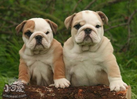 英國斗牛犬夏天中暑預(yù)防治療方法1