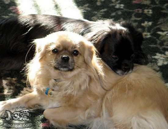 西藏獵犬怎么養(yǎng) 西藏獵犬飼養(yǎng)注意事項1