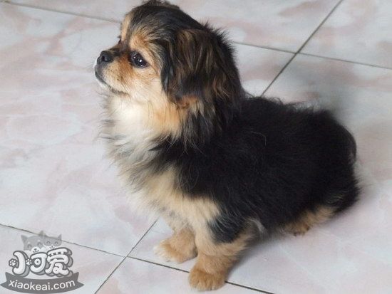 西藏獵犬耳朵怎么清潔 西藏獵犬梗耳朵護(hù)理方法1