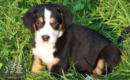 養(yǎng)大瑞士山地犬要準備什么 飼養(yǎng)之前準備事項