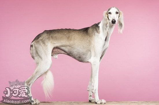 薩路基獵犬耳朵怎么清潔 薩路基獵犬耳朵護(hù)理方法1