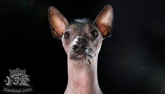 墨西哥無(wú)毛犬怎么養(yǎng) 墨西哥無(wú)毛犬飼養(yǎng)要點(diǎn)