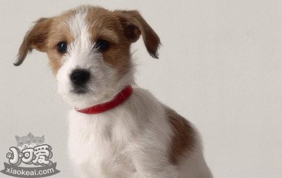 帕爾森羅塞爾梗怎么養(yǎng) 帕爾森羅塞爾梗日常飼養(yǎng)護(hù)理方法1