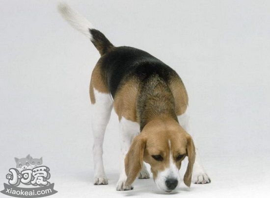 帕爾森羅塞爾?？谇辉趺醋o(hù)理 帕爾森羅塞爾梗牙齒清潔方法1