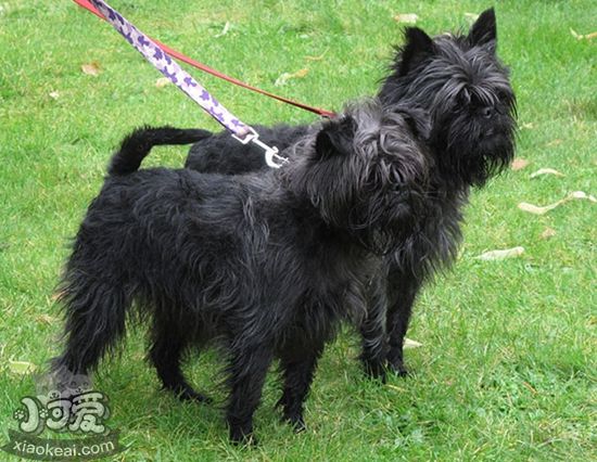 艾芬品怎么護(hù)理 猴頭梗護(hù)理方法