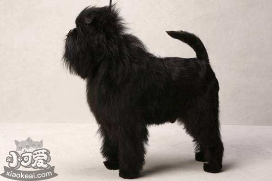 艾芬品怎么剪指甲 猴頭梗剪指甲教程