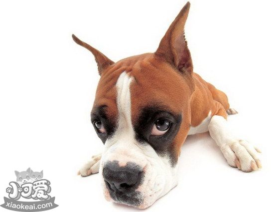 拳師犬怎么養(yǎng) 拳師犬飼養(yǎng)心得分享1