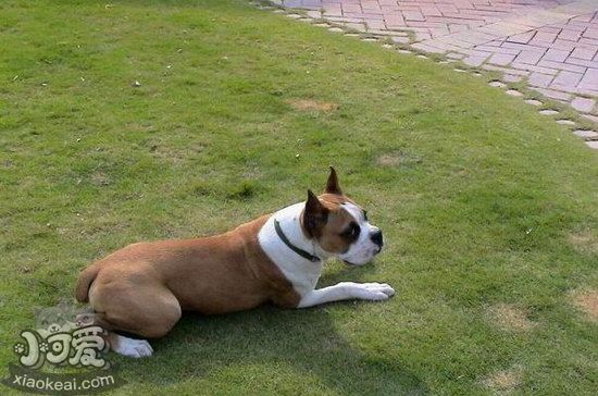 拳師犬怎么剪指甲 拳師犬修剪指甲技巧1