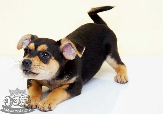 德國(guó)賓莎犬怎么美容 德國(guó)賓莎犬美容方案