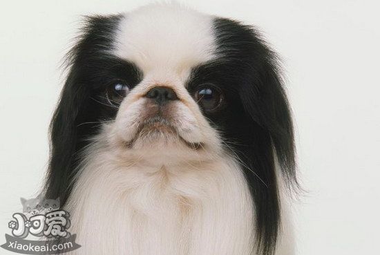 日本狆怎么養(yǎng) 日本狆飼養(yǎng)心得1