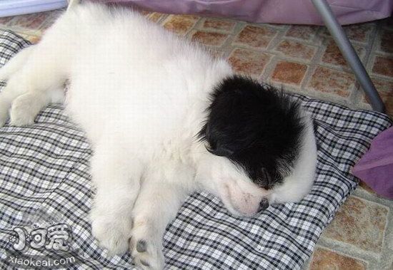 日本狆耳朵怎么清潔 日本狆梗耳朵護(hù)理方法1