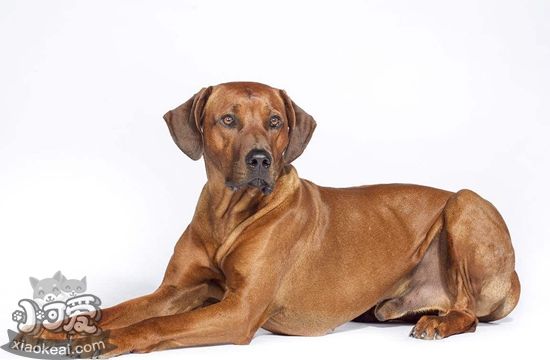 羅得西亞脊背犬好養(yǎng)嗎 獵獅犬喂養(yǎng)要點