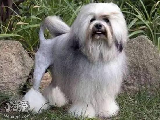 羅秦犬不能吃什么 羅秦犬喂食禁忌事項(xiàng)