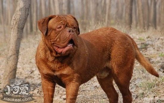 波爾多犬耳朵怎么清潔 波爾多犬梗耳朵護(hù)理方法1