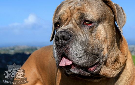 夏天如何預(yù)防波爾多犬中暑 波爾多犬夏天中暑預(yù)防治療方法1