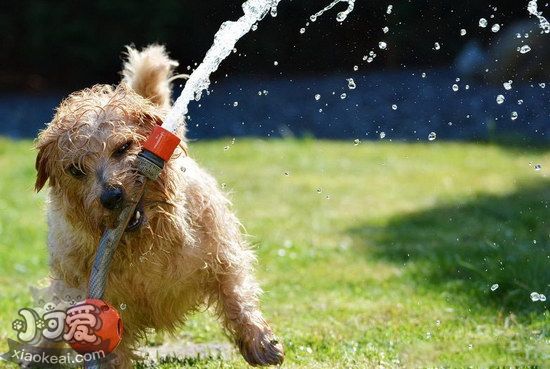 諾福克?？谇辉趺醋o理 諾福克梗牙齒清潔方法1