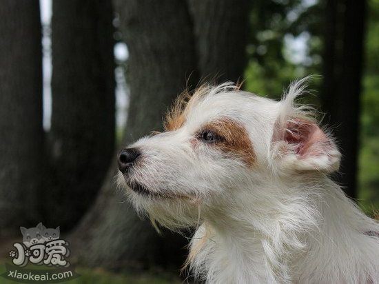 諾?？斯６湓趺辞鍧?諾?？斯６渥o(hù)理方法1