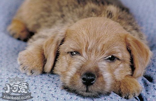 諾福克梗怎么修剪指甲 諾?？斯＜糁讣追椒?