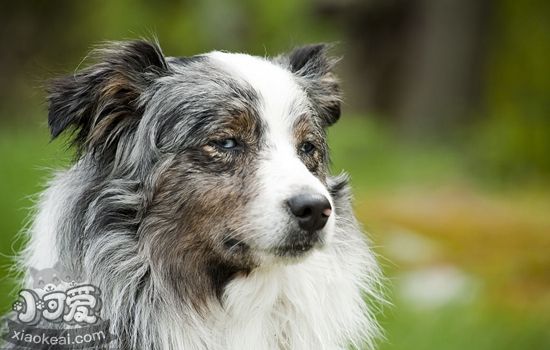 澳洲牧羊犬怎么養(yǎng)護 澳大利亞牧羊犬養(yǎng)護知識