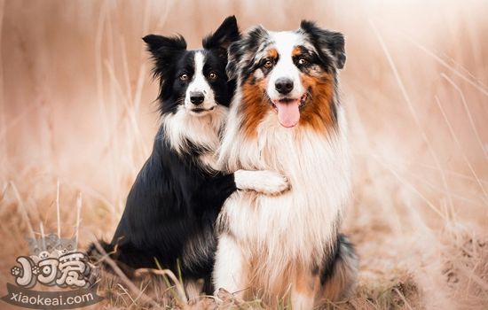 澳大利亞牧羊犬性格怎么樣 澳洲牧羊犬性格特點(diǎn)介紹