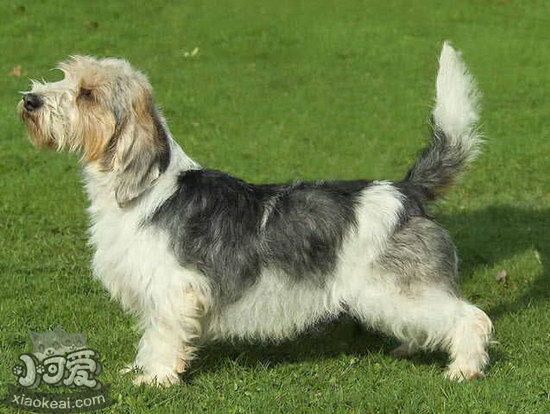 迷你貝吉格里芬凡丁犬怎么驅(qū)蟲方法1