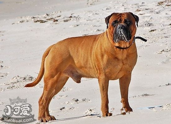 斗牛獒犬性格怎么樣 斗牛獒犬性格特點(diǎn)介紹