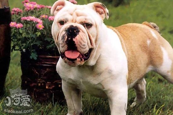 斗牛獒犬不能吃什么 斗牛獒犬喂食禁忌要點