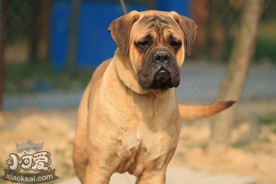 斗牛獒犬怎么護(hù)理 斗牛獒犬日常護(hù)理方法