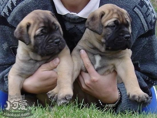 斗牛獒犬怎么養(yǎng) 斗牛獒犬飼養(yǎng)方法