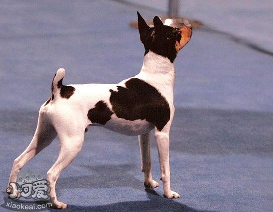 玩具獵狐梗怎么驅(qū)蟲 玩具獵狐梗驅(qū)蟲方法1