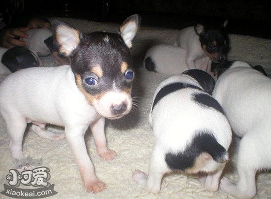 玩具獵狐梗怎么修剪指甲 玩具獵狐梗剪指甲方法1