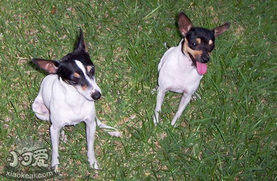 玩具獵狐梗感冒吃什么藥好 玩具獵狐梗感冒癥狀及治療方法1