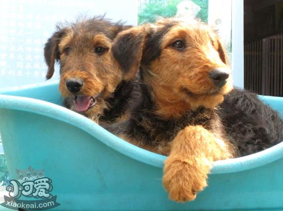 萬能梗細(xì)小怎么治 細(xì)小病毒檢測方法